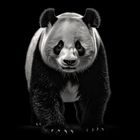 Der Panda