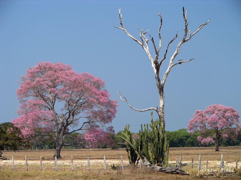 Der Pantanal in der Trockenzeit...