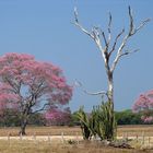 Der Pantanal in der Trockenzeit...
