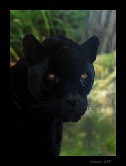 Der Panther...