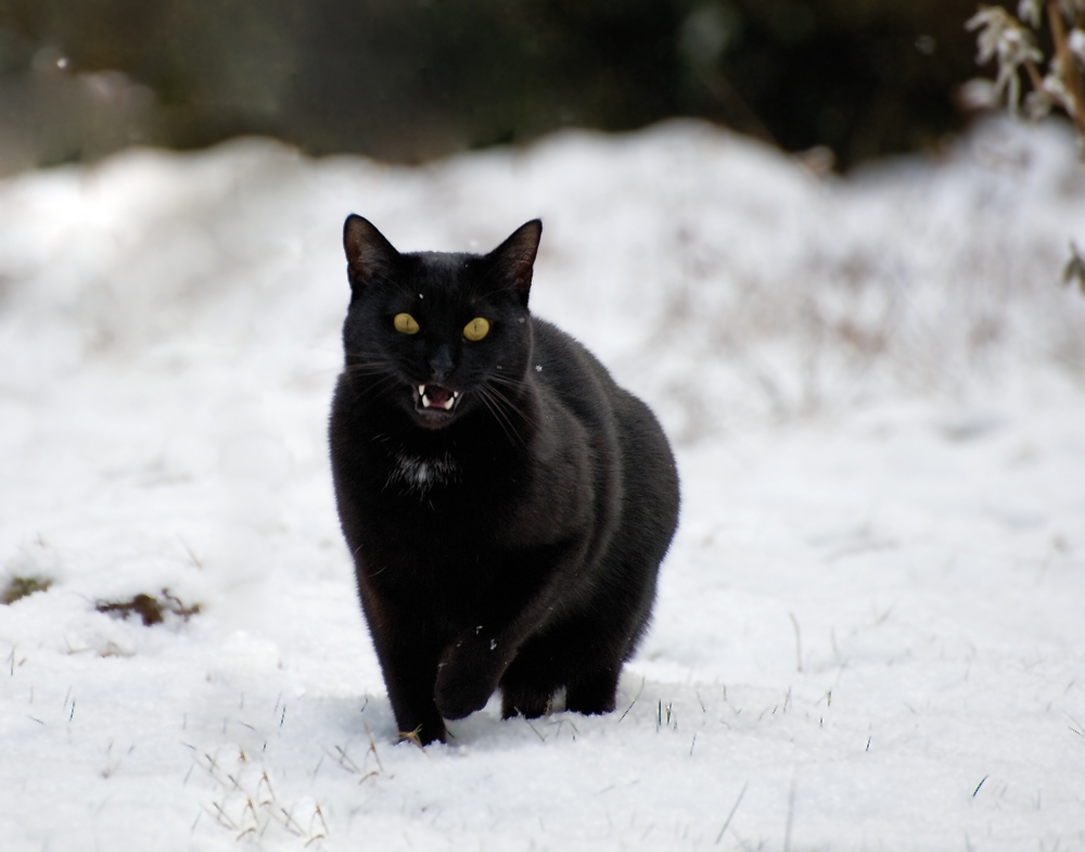 Der Panther jagt im Schnee