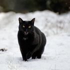 Der Panther jagt im Schnee