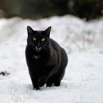 Der Panther jagt im Schnee