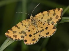 Der Pantherspanner (Pseudopanthera macularia)