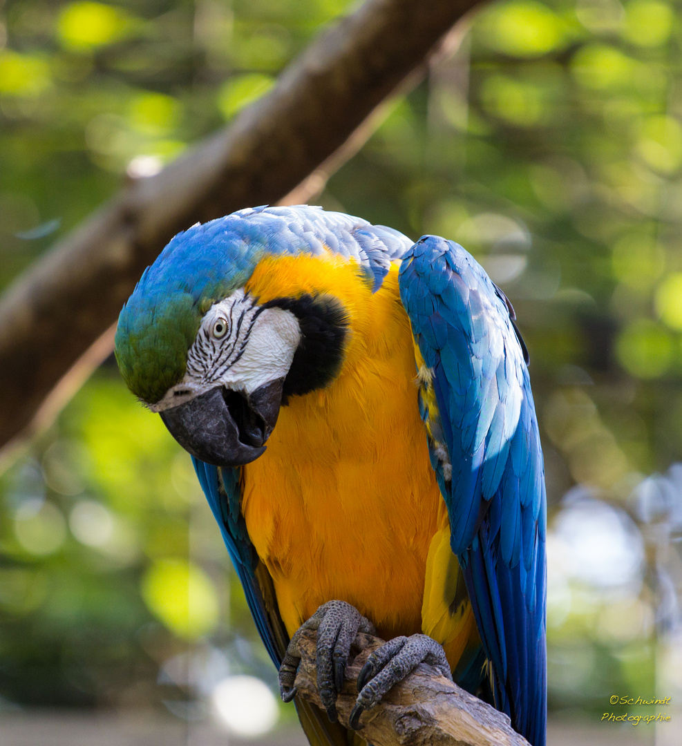 Der Papagei Foto & Bild | tiere, zoo, wildpark & falknerei, vögel