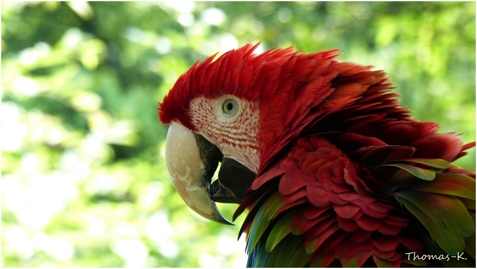der Papagei ein Vogel ist... Foto & Bild | tiere, vogelpark, papagei