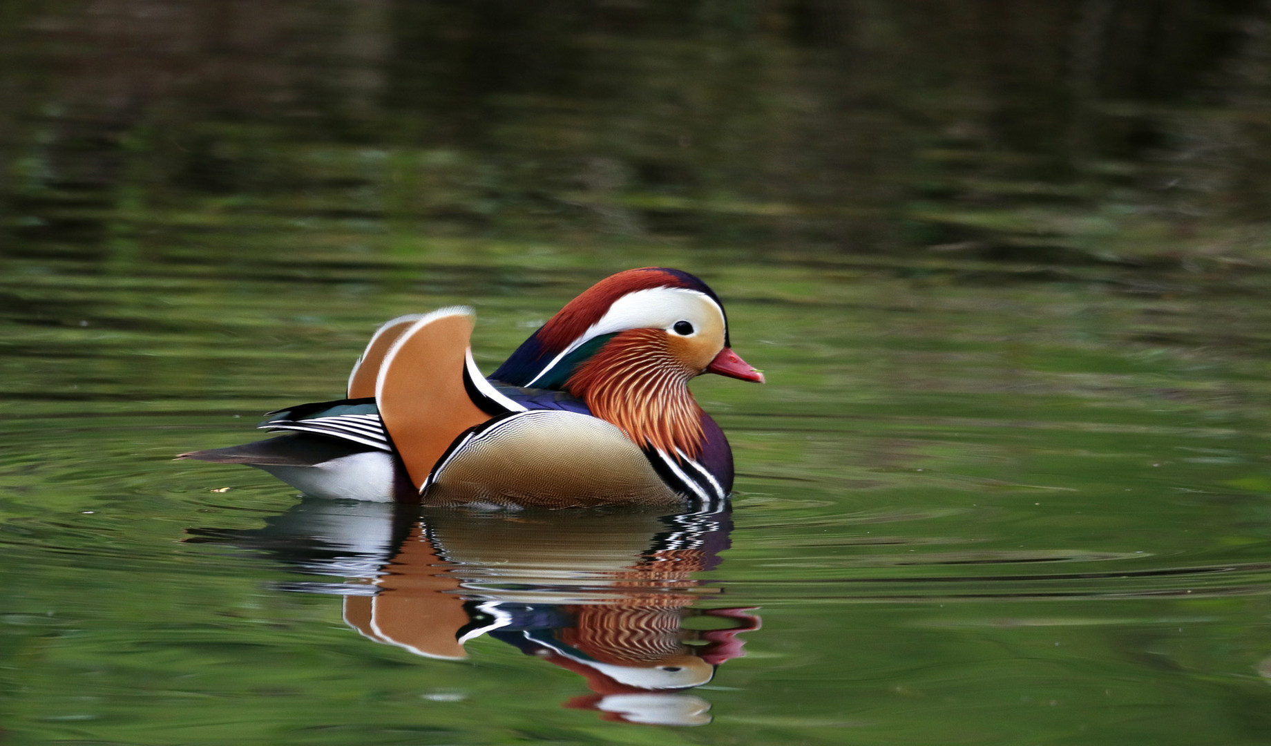 Der Papagei unter den Enten