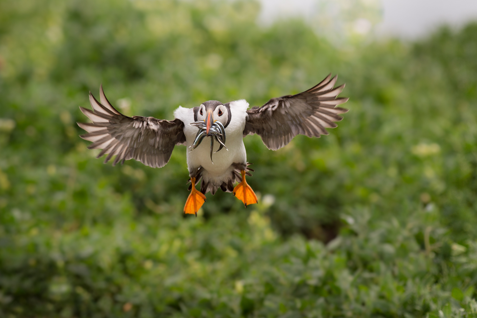 Der Papageientaucher oder Puffin