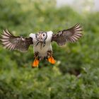 Der Papageientaucher oder Puffin