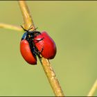 Der Pappelblattkäfer.....