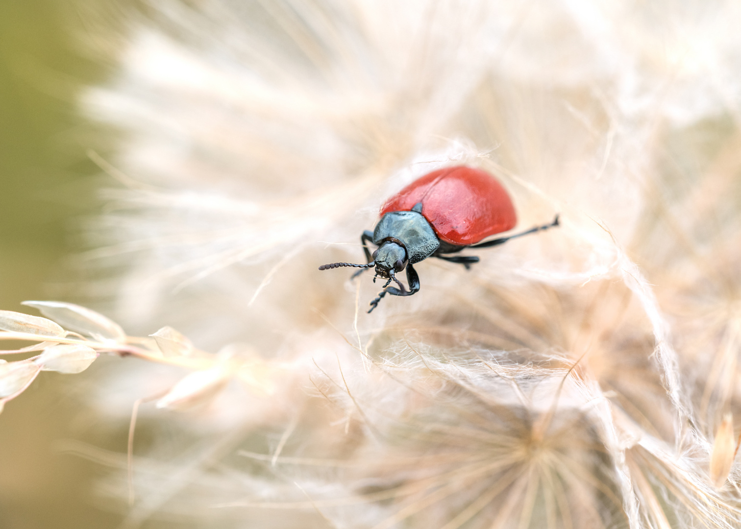 Der Pappelblattkäfer (Chrysomela populi)