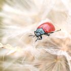 Der Pappelblattkäfer (Chrysomela populi)