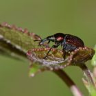 Der Pappelblattroller (Byctiscus populi) ...