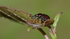 Der Pappelblattroller (Byctiscus populi) ...