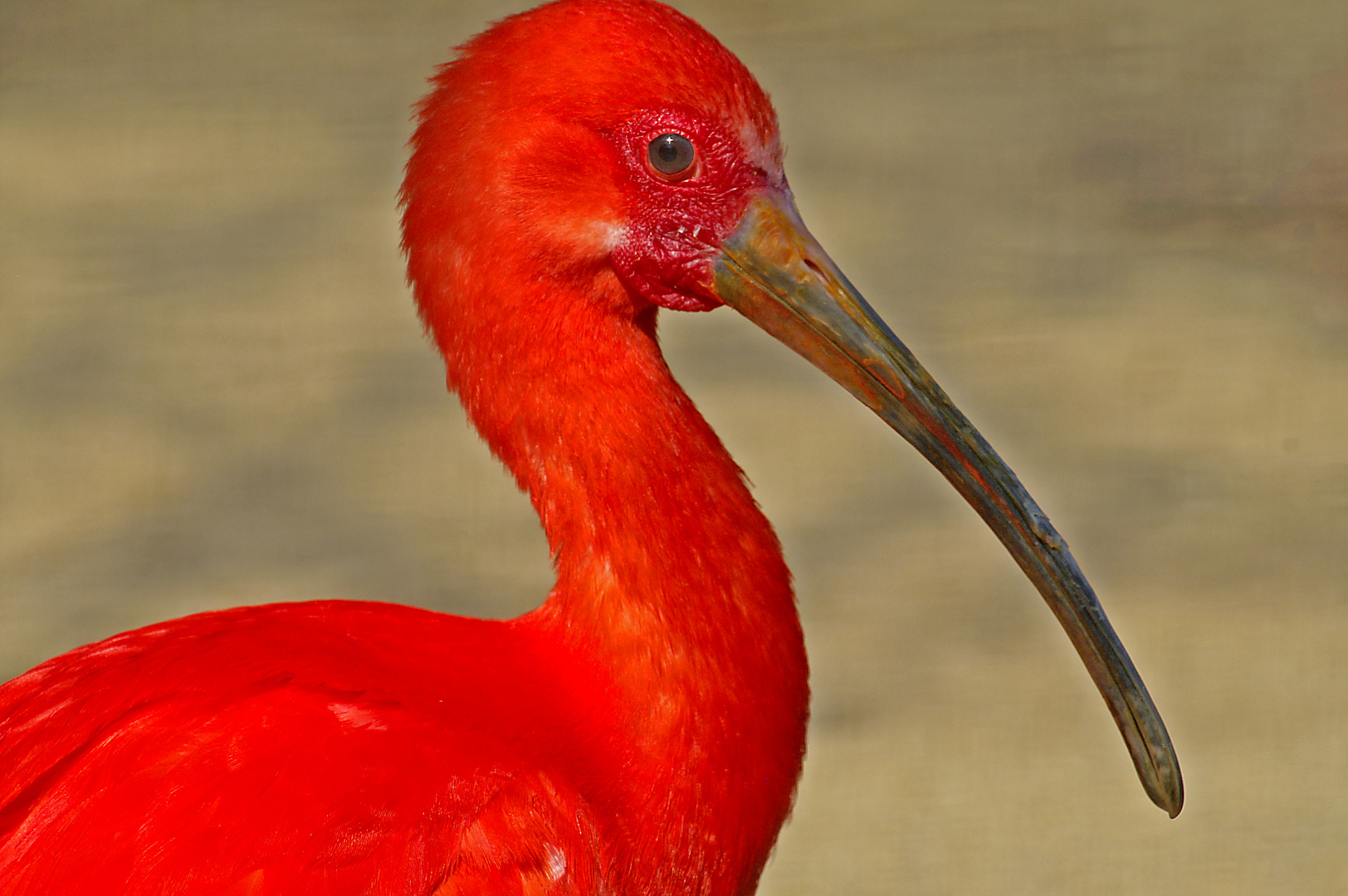 Der Paradiesvogel Foto &amp; Bild | tiere, zoo, wildpark &amp; falknerei, vögel ...