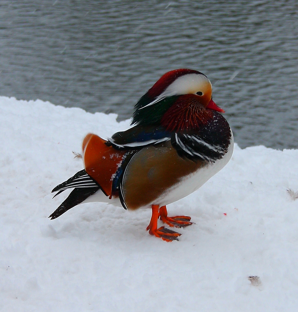 Der Paradiesvogel die Mandarinente