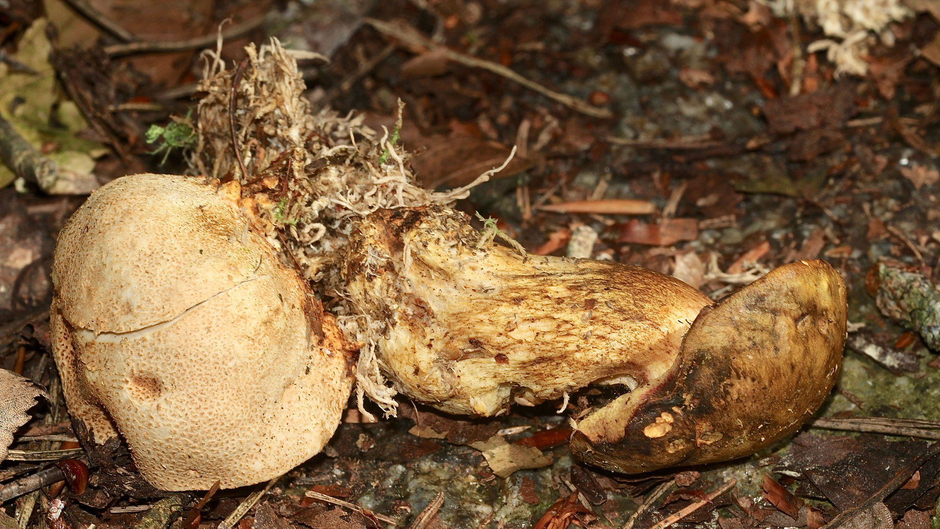 Der Parasitische (Filz-)Röhrling, Pseudoboletus parasiticus ...