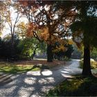 Der Park im Gegenlicht