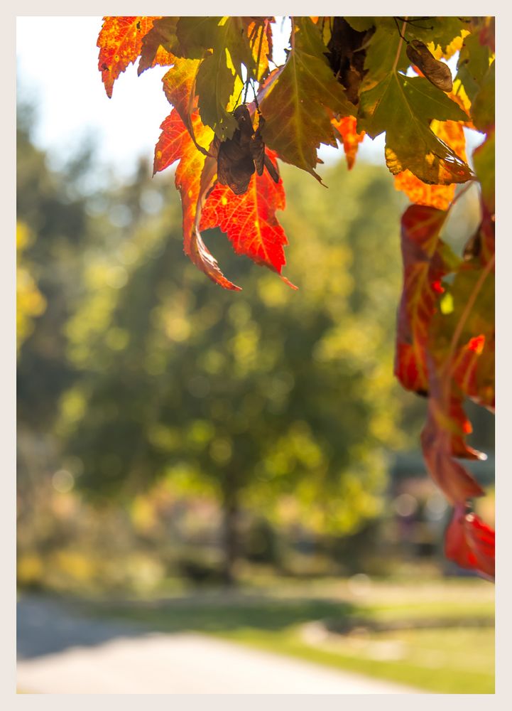 der Park im Herbst