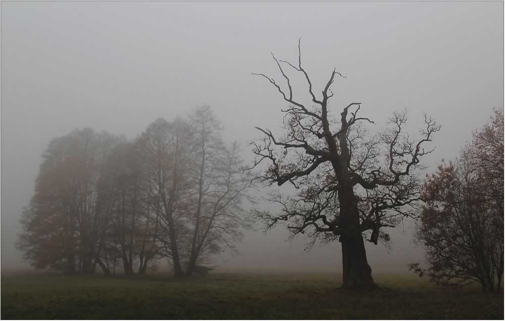 Der Park im Nebel