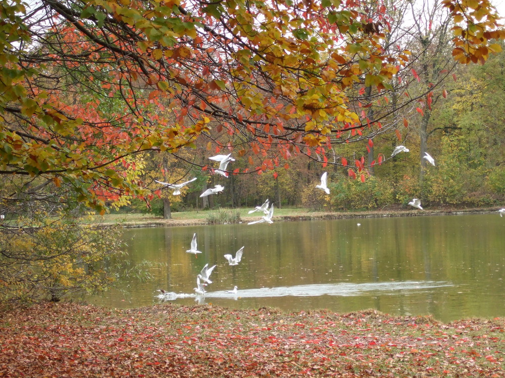 Der Park im Schloß Nymphenburg im Herbst