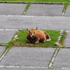 Der Parkplatz ist für die Kuh