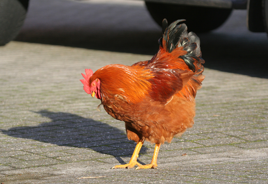 Der Parkwächter...