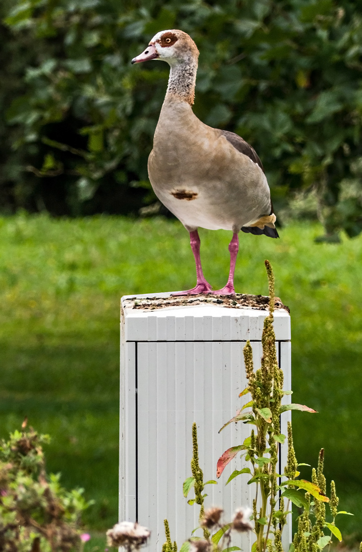 Der Parkwächter