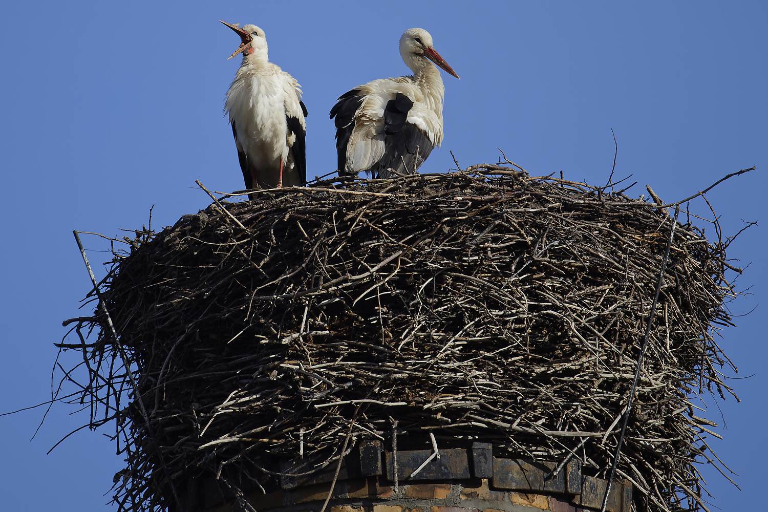 Der  Partner ist angekommen aber noch müde  _GGO8712_1Hainewalde Weißstorch  Kopie 2