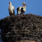 Der  Partner ist angekommen aber noch müde  _GGO8712_1Hainewalde Weißstorch  Kopie 2