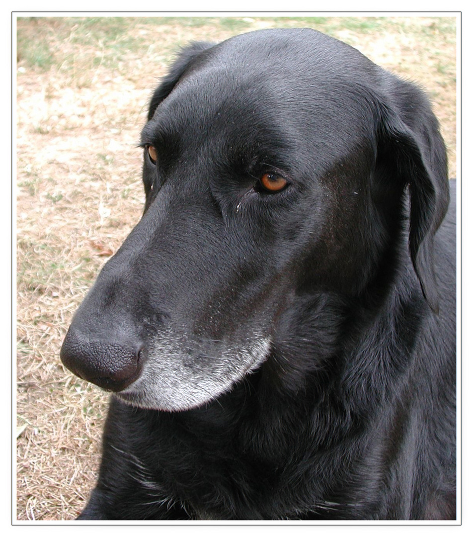 Der Partner mit der kalten Schnauze , Benny .