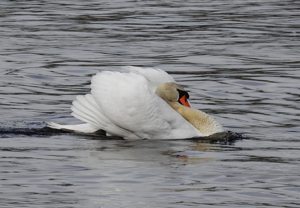 Der Pascha auf´m Teich