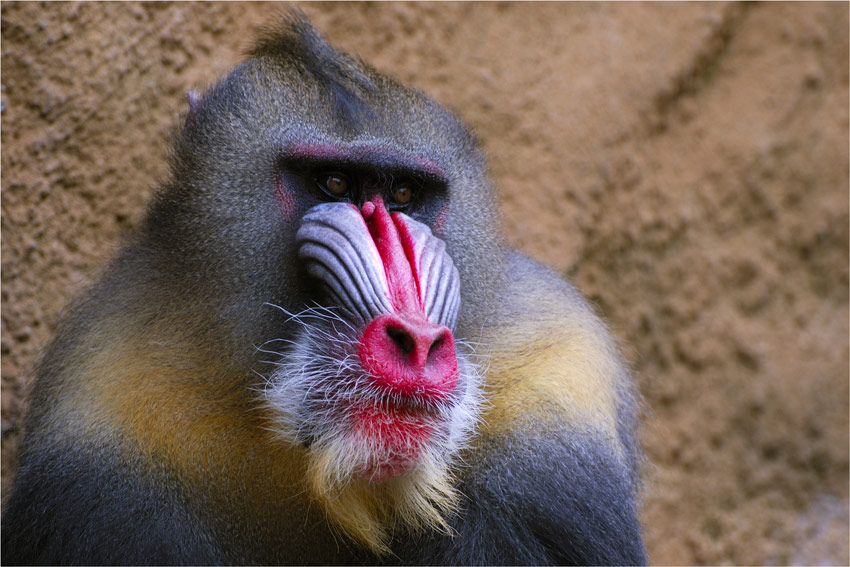 der Pascha Foto & Bild tiere, zoo, wildpark & falknerei, säugetiere