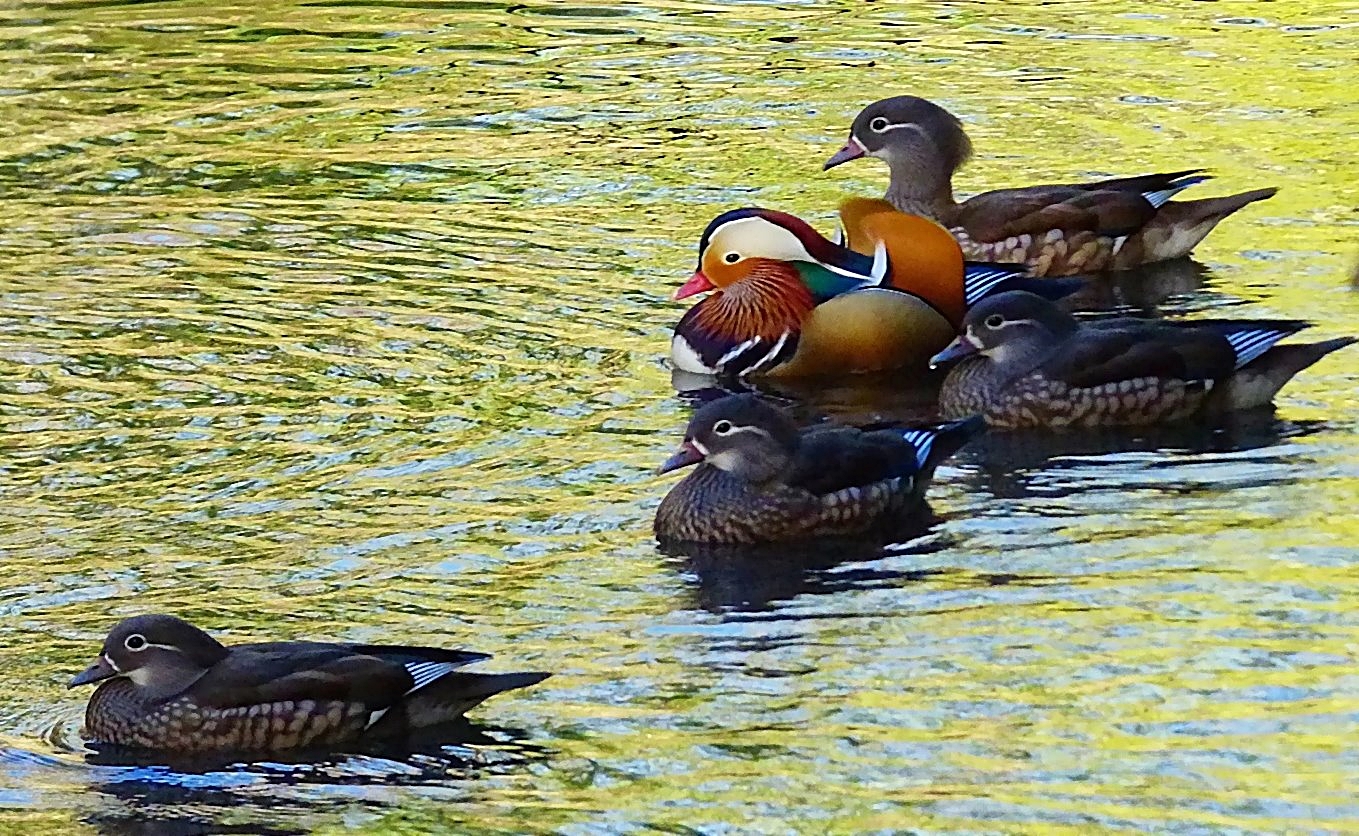 Der Pascha . . . Foto & Bild tiere, wildlife, teich Bilder auf