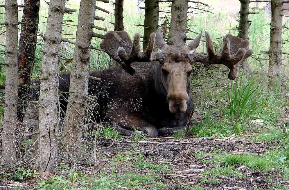 Der "Pascha" im Elchpark