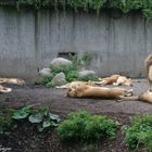 Der Pascha und sein Harem - Kontrollgang :-)