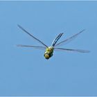 Der Patroullienflug der Großen Königslibelle (Anax imperator) . . .