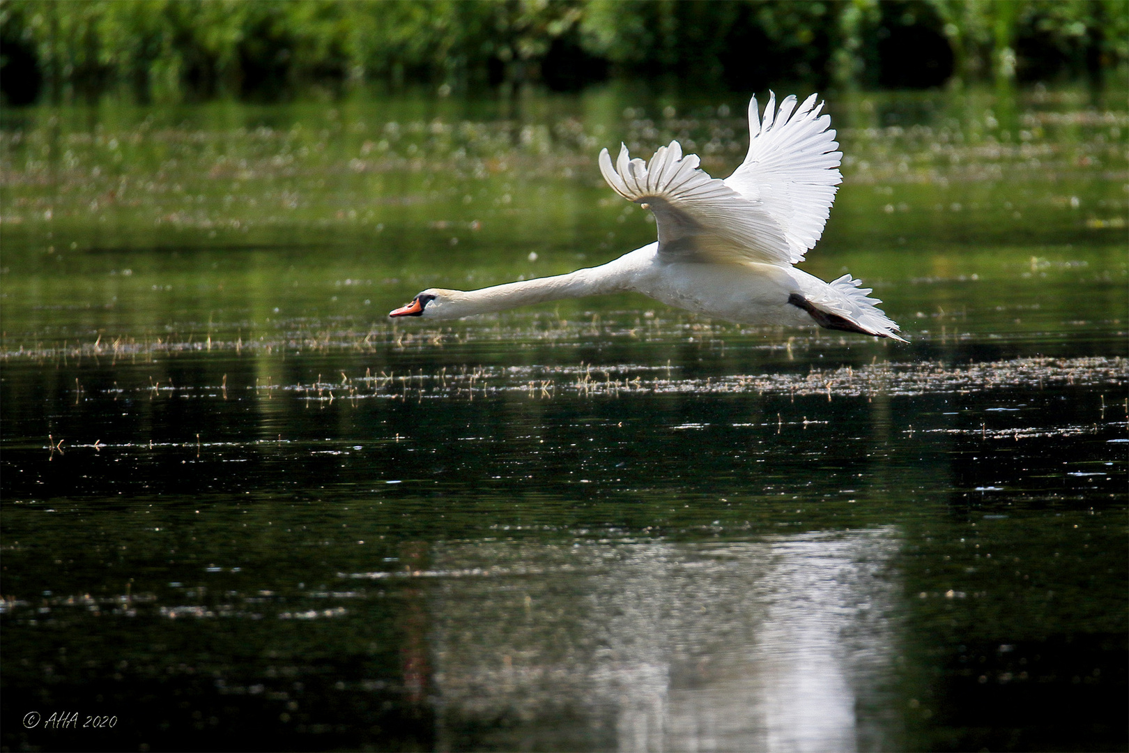 Der Peiniger hinterher...!