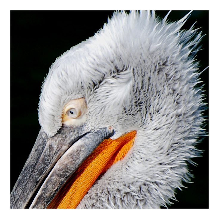 Der Pelican