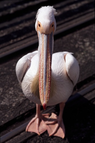 Der Pelikan