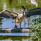 Der Pelikan im braunen Federkleid