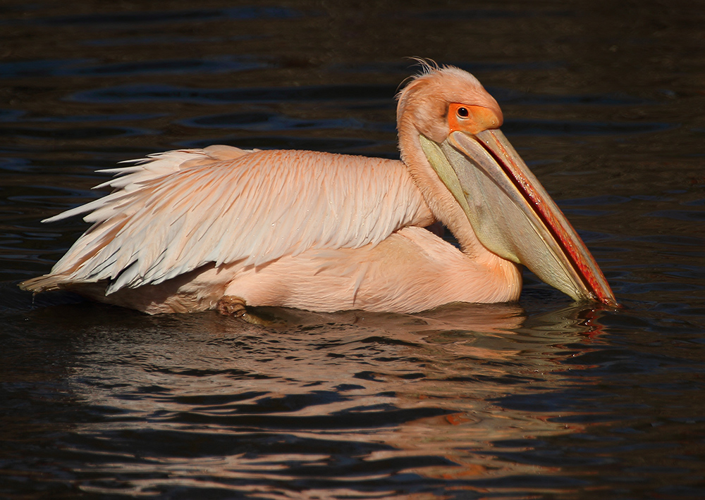 Der Pelikan im Winter