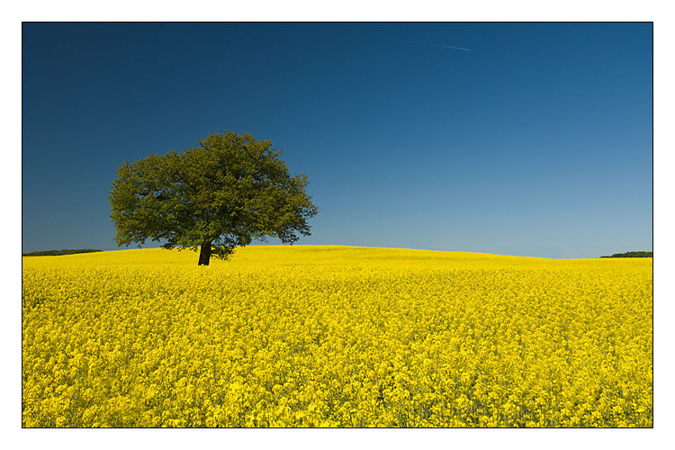 Der perfekte Baum