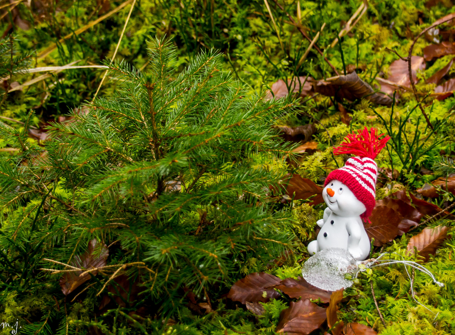 der perfekte Baum 