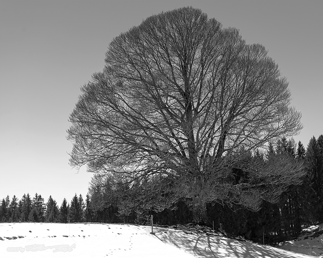 Der perfekte Baum