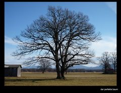 der perfekte baum