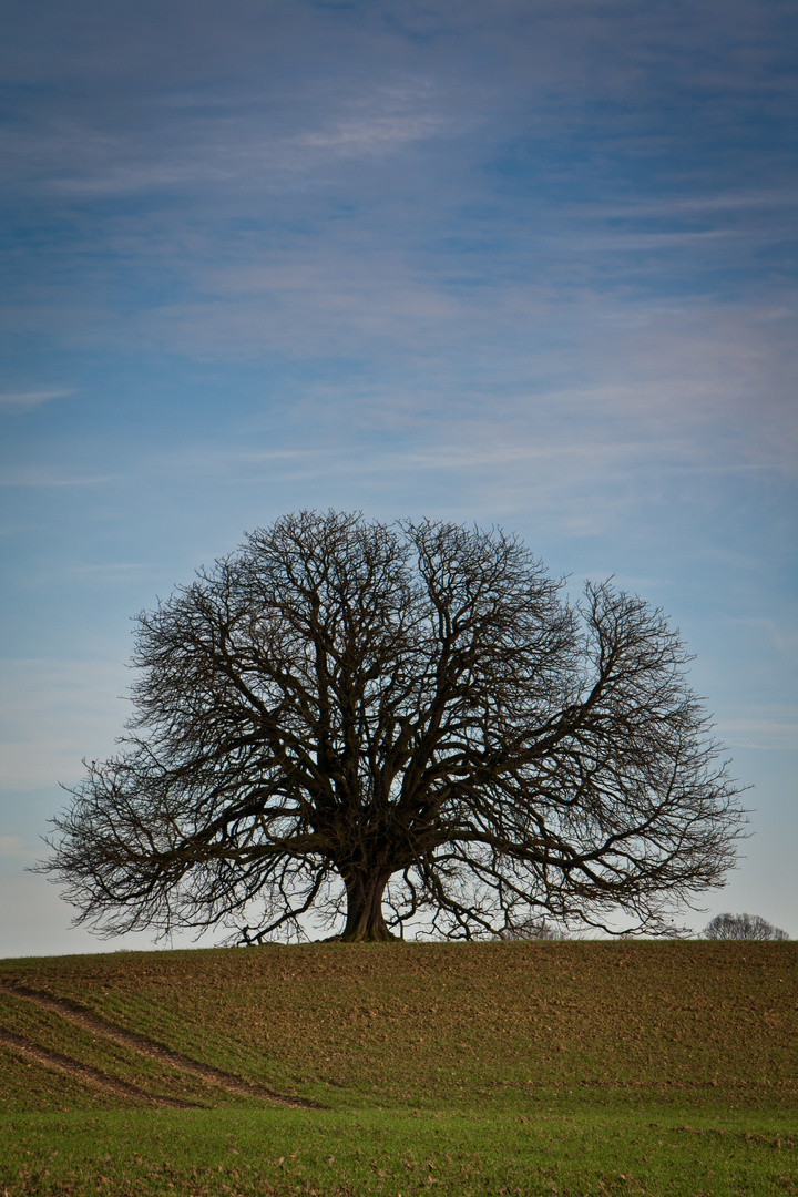 Der perfekte Baum.