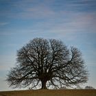 Der perfekte Baum.