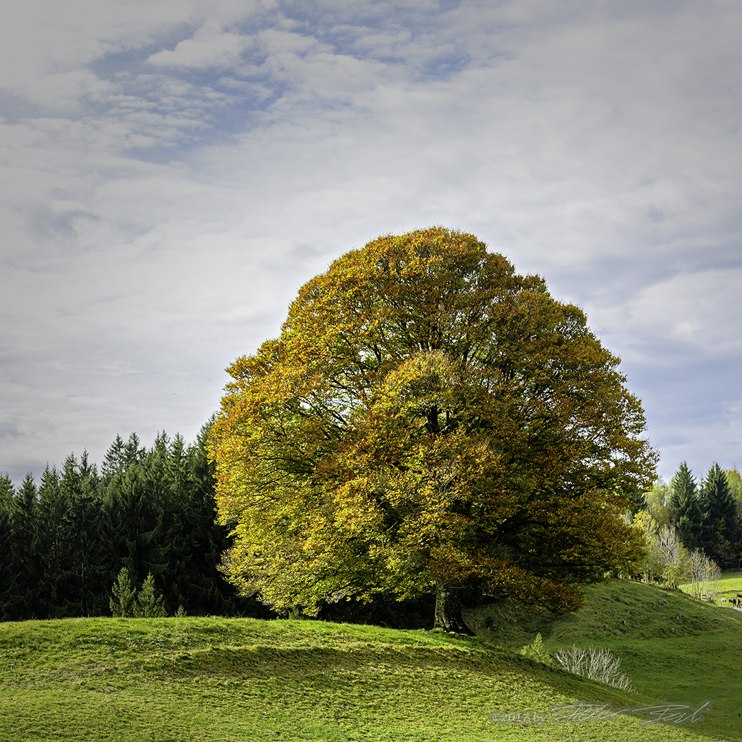 Der perfekte Baum in Herbstfarben