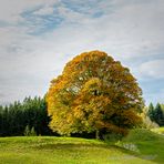 Der perfekte Baum in Herbstfarben